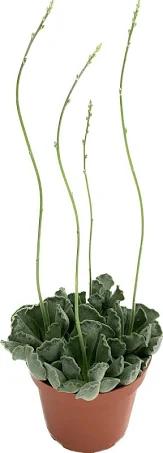 Adromischus cristatus 'Crinkle-Leaf Plant': Best Textured Succulent for Indoor Gardens