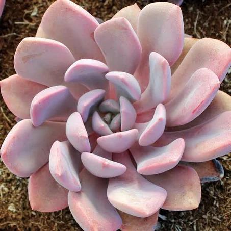 Graptoveria 'Debbie': Stunning Low-Maintenance Succulent