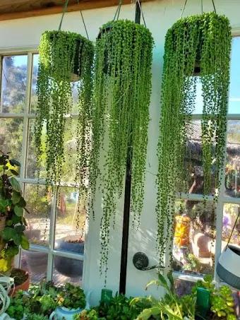 Senecio rowleyanus 'String of Pearls': Whimsical Hanging Succulent