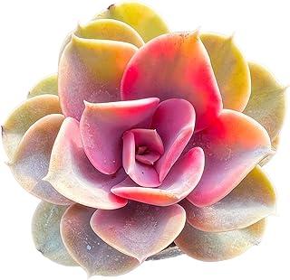 Echeveria 'Rainbow': Best Pick for Succulent Collectors